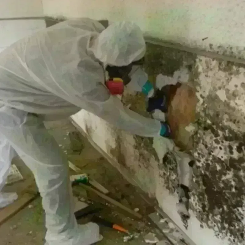 Mold Remediation and Removal in Metamora, IL